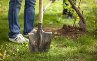 3 Tips for Planting Trees on Your Flip Property
