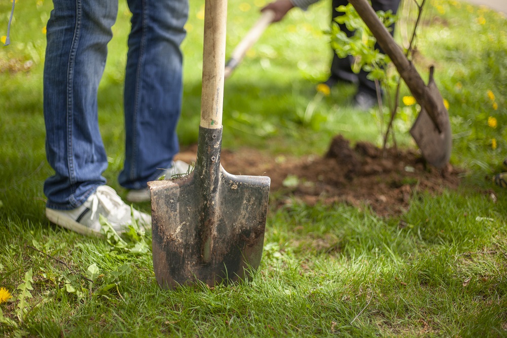 3 Tips for Planting Trees on Your Flip Property