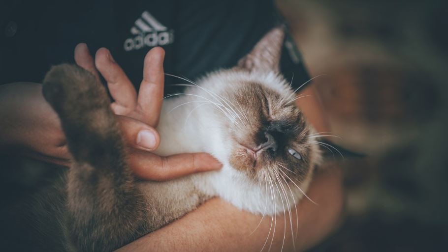 Can A Landlord Ever Deny An Emotional Support Animal?