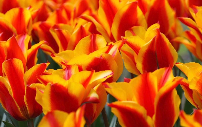 Bulb Gardening: Easy Landscaping For Your Rental Properties