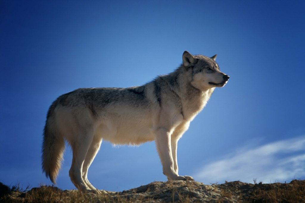 Dangers of Being a Lone Wolf in Real Estate Investing Atlanta Hard Money Loans