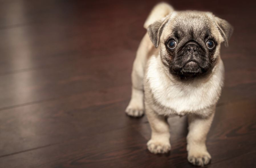 Should Landlords Allow Pets In Their Rental Properties?